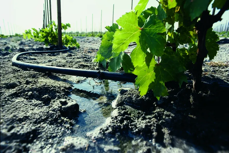 Close view at ground level of a black drip irrigation line releasing water into a small puddle beside a young grapevine with bright green leaves, vine stakes in rows behind