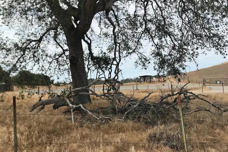 Large spreading oak over tall dry summer grass, with a pile of fallen dead branches beneath it and a wire fence in front