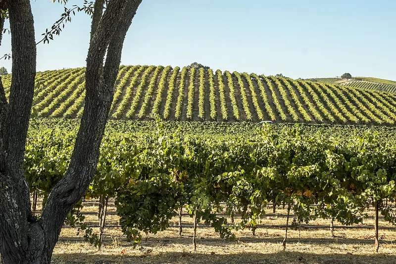 Rows of grapevines running over a rolling hill, with a tree trunk in the foreground and drip lines along the trellis wires under a clear sky