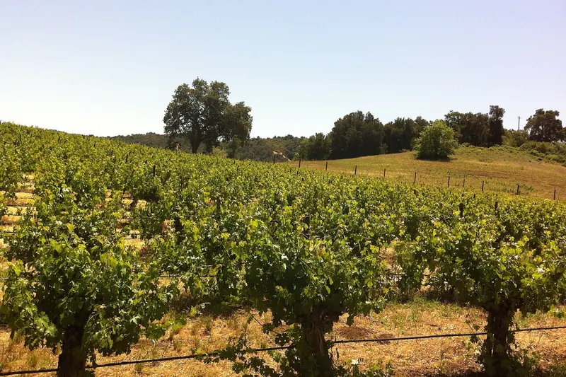 Rows of leafy green grapevines on a gentle slope with drip lines, a large oak and wooded hills behind under a pale blue sky
